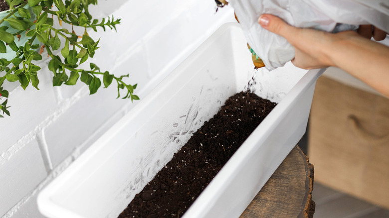 Adding soil to outdoor pot