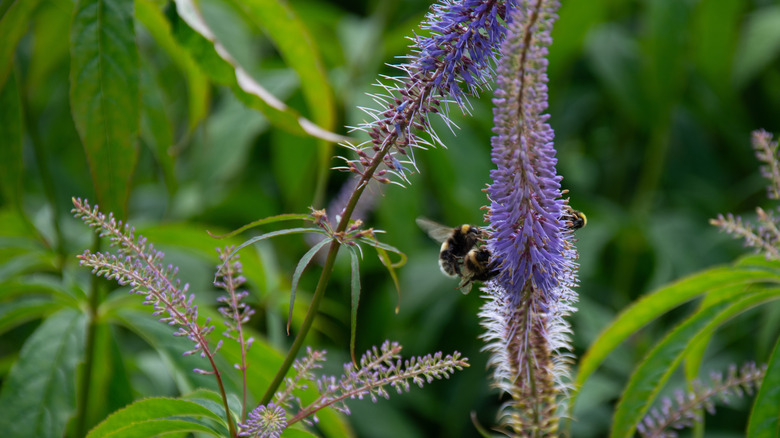 Bumblebees on culver's root