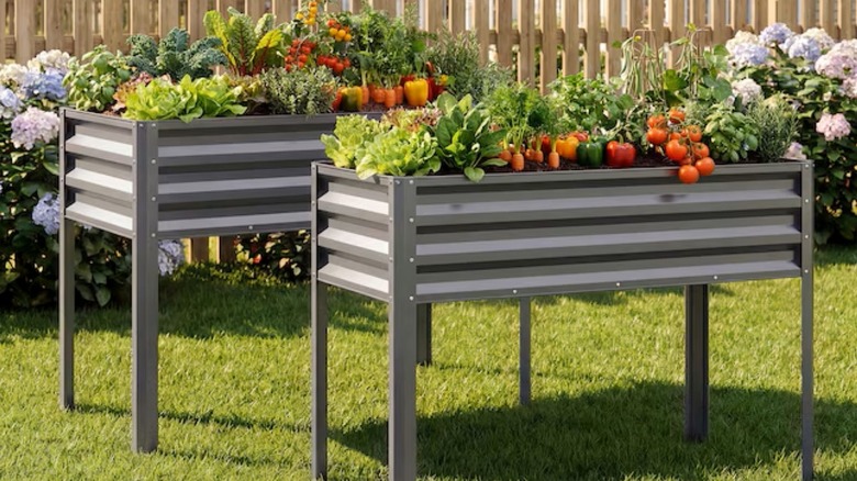 Two raised garden beds with vegetables in a backyard