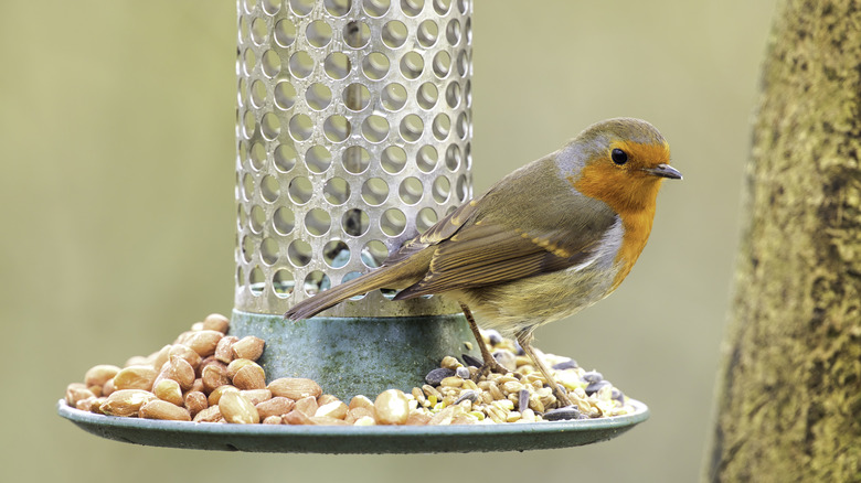 bird perched on feeder