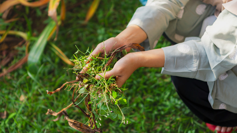 Woman holding lawn weeds in her hands