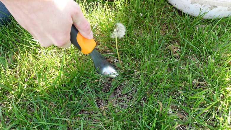 Man removing dandelion using Fiskars Ergo Garden Hand Weeder Tool