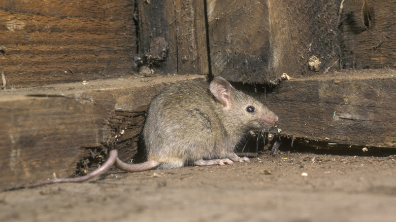 A house mouse in a corner