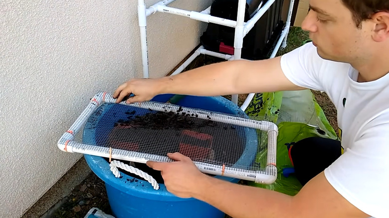 A person using a soil sifter made with PVC pipe and steel mesh