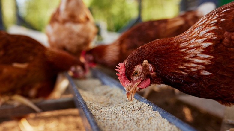 A chicken eating food inside of a coop