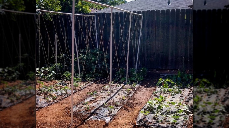 A trellis garden system built with a PVC frame