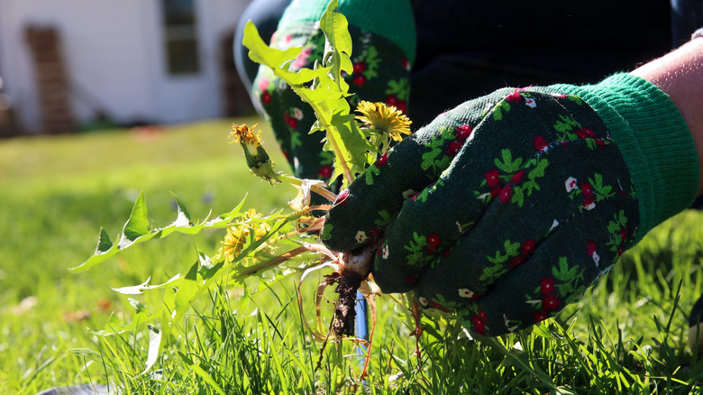 A pair of gloved hands pulling up lawn weeds