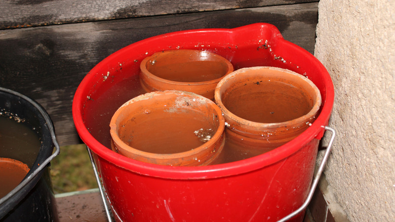 Flower pots soaking in a bucket of water