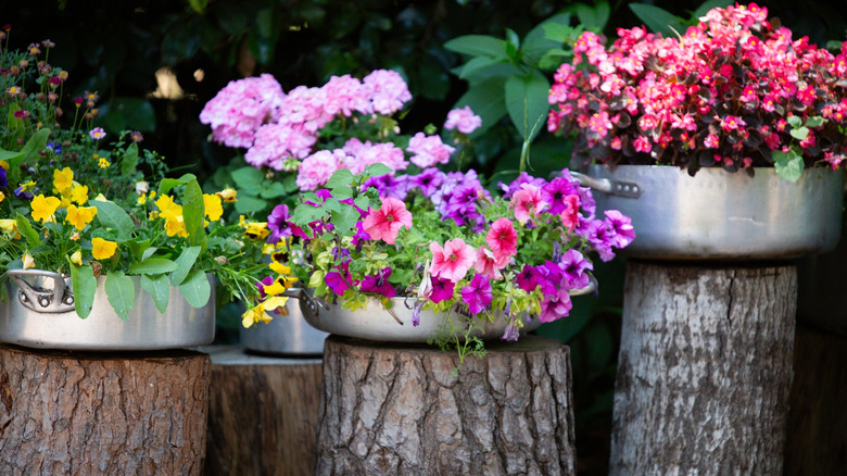 Flowering plants in cooking pots placed atop tree stumps