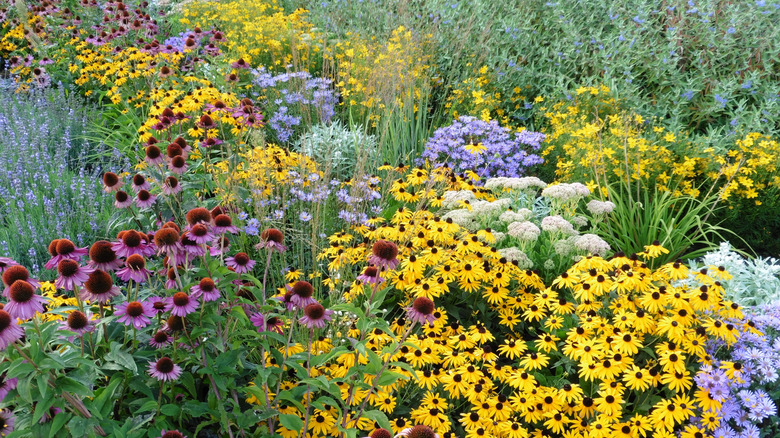 Colorful flowers in a thriving garden