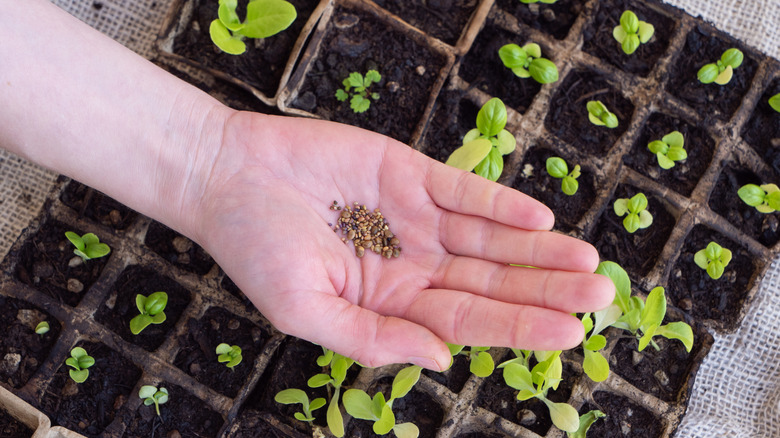 Hand holding seeds over seed trays with plants growing in them
