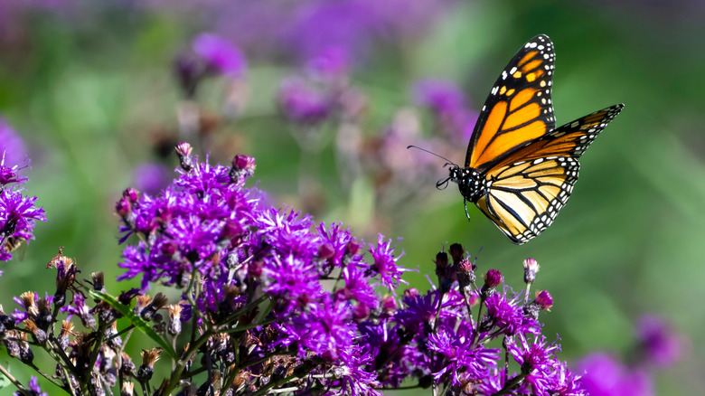 a monarch butterfly hovers above an ironweed plant