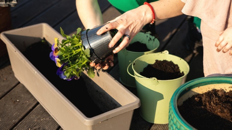 Person repotting flowers with extra potting soil in containers
