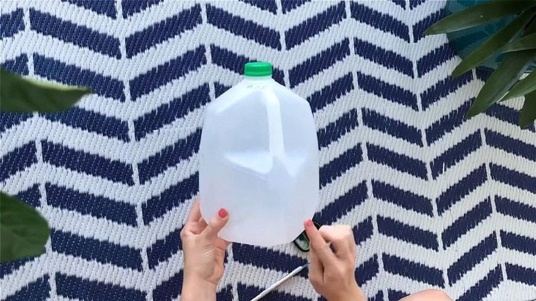 Woman holding milk jug to turn into DIY face planter