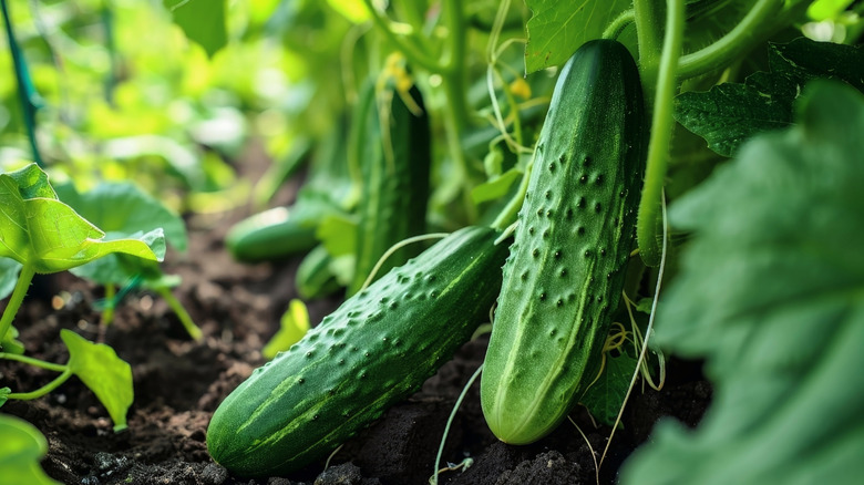 cucumbers growing in a garden