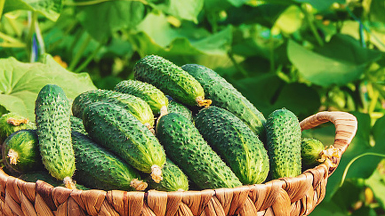 a cucumber harvest