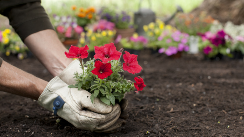 Hands planting red flowers in fresh soil