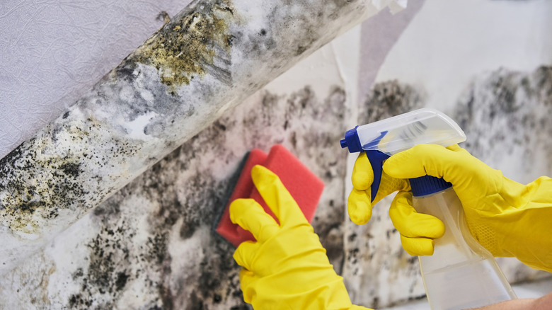 Person cleaning mold off of a wall.