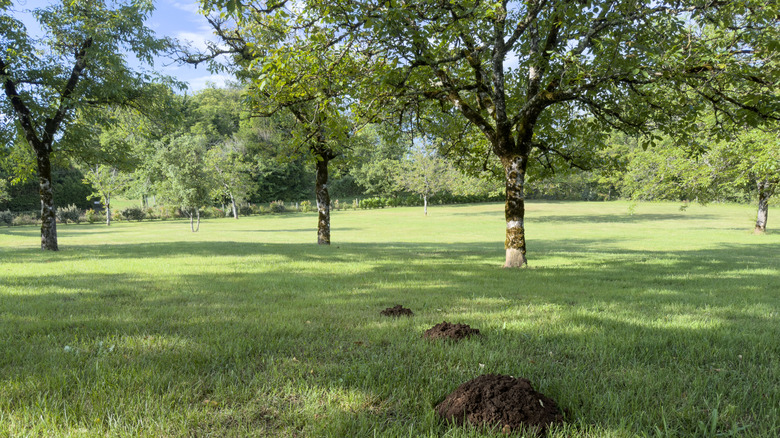 A beautiful lawn with animal burrows in it.