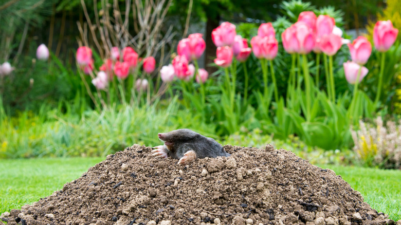 A mole popping up from its burrow with pink tulips behind it.