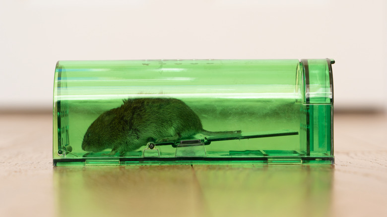 A live mouse caught in a humane mouse trap
