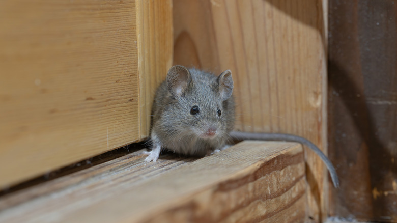 Gray mouse on wood inside of home