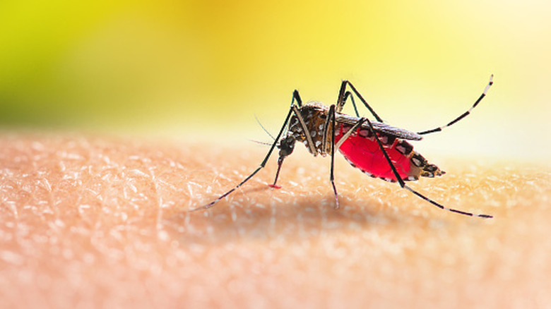 A close-up shot of a mosquito sucking blood from a person's arm