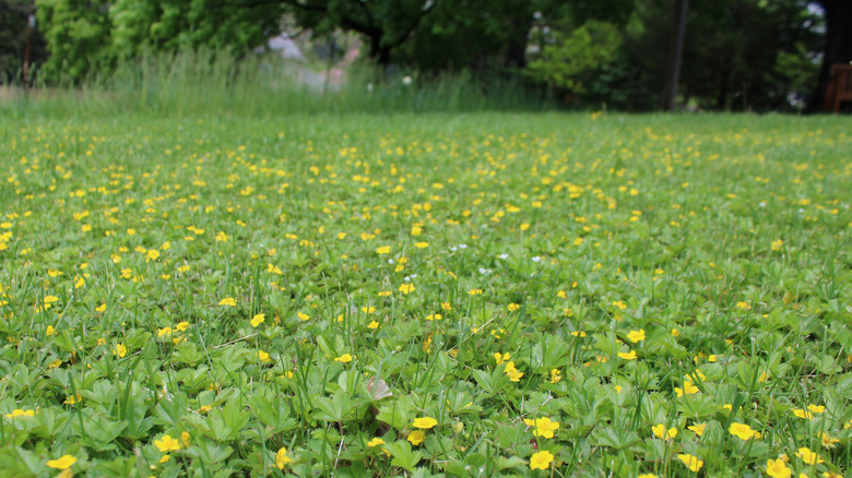 Dwarf cinquefoil flowers in a lawn during spring.