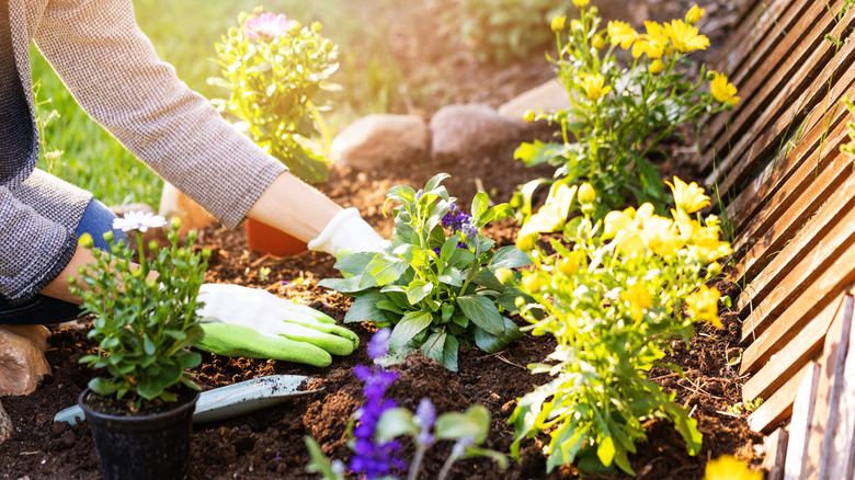 Woman planting flowers in garden