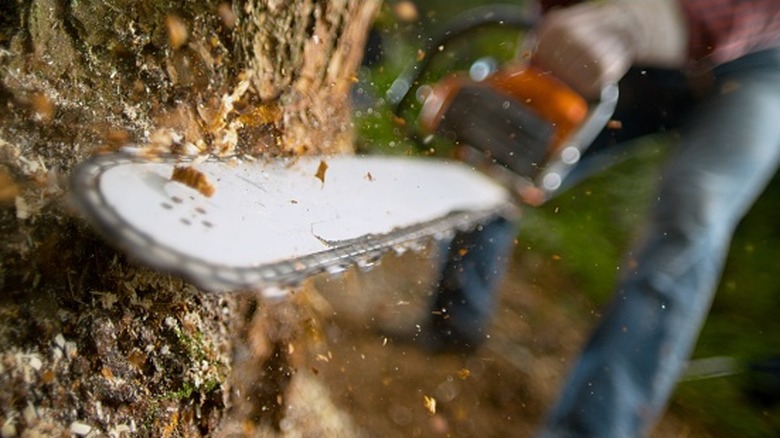 Man using a chainsaw to cut a standing tree