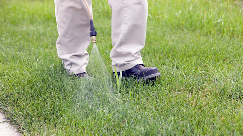 A person spraying herbicides onto grass