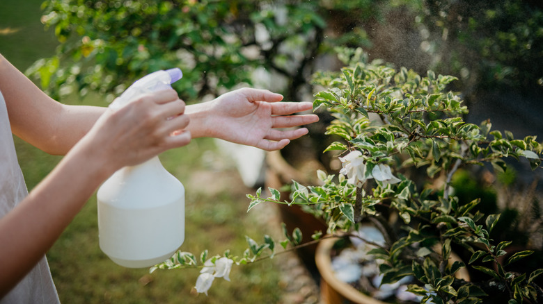 A woman sprays the leaves of a plant with spray bottle