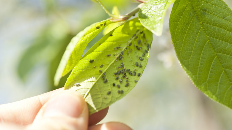 Close up of a hand holding leaf with aphids