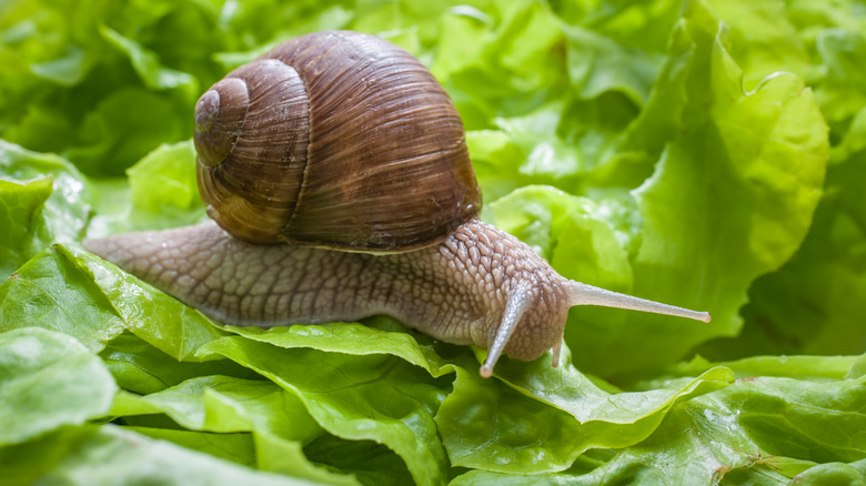 A snail eating lettuce in the garden.