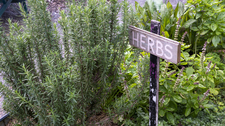 A sign saying "herbs" next to rosemary plant in the garden.