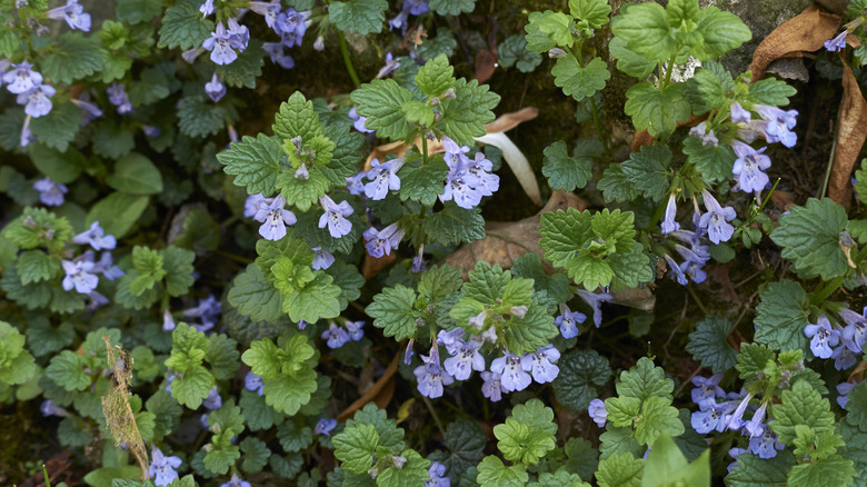 Flowering creeping Charlie plant