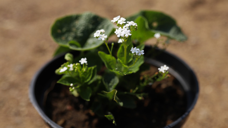 a young 'Jack Frost' cultivar in a container