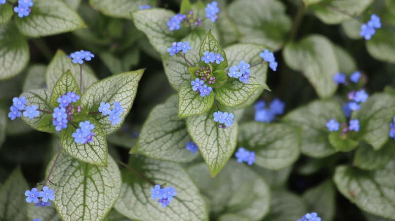 etablished flowering brunnera plants in a garden