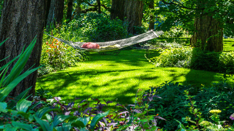 a hammock in a shaded yard