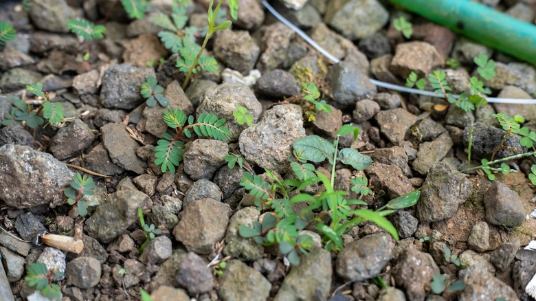 Small weeds growing in a gravel bed