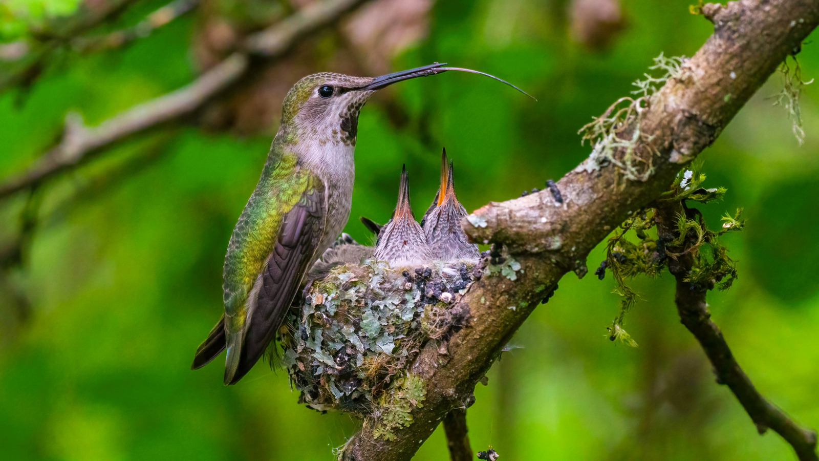 NestBuilding Plants Every Hummingbird Lover Should Have In Their Garden