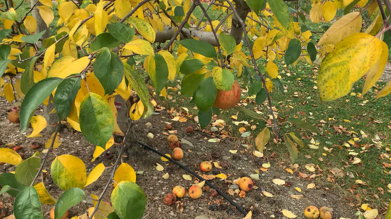 Smokehouse apple tree in fall with ripe apples and yellow leaves