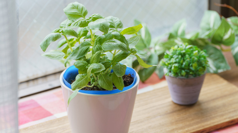 a young basil plant on a windowsill