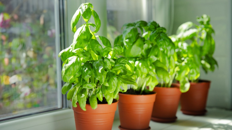 potted basil plants grow beside a window