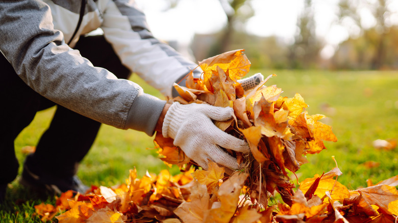 Unidentifiable man picking up red and orange leaves with garden gloves on a bright day