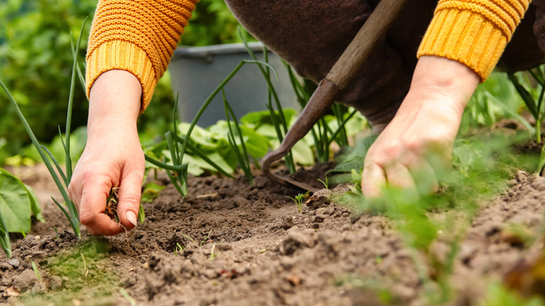 Woman pulling weeds out of a garden