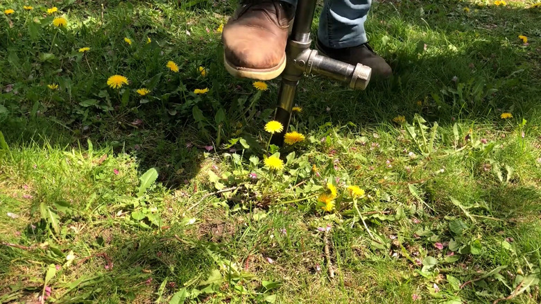 The dandelion digger in use
