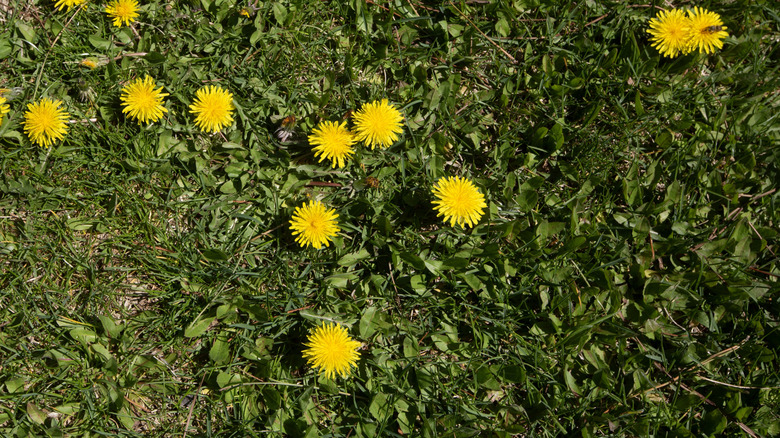 Dandelions and turfgrass on a residential lawn