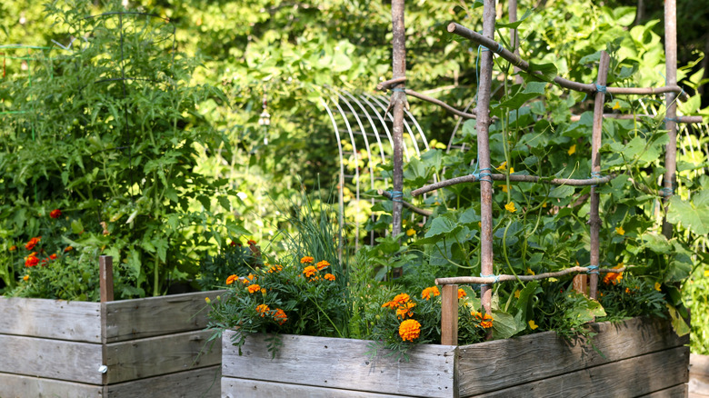 Raised garden beds made from old wood with flowers in them.