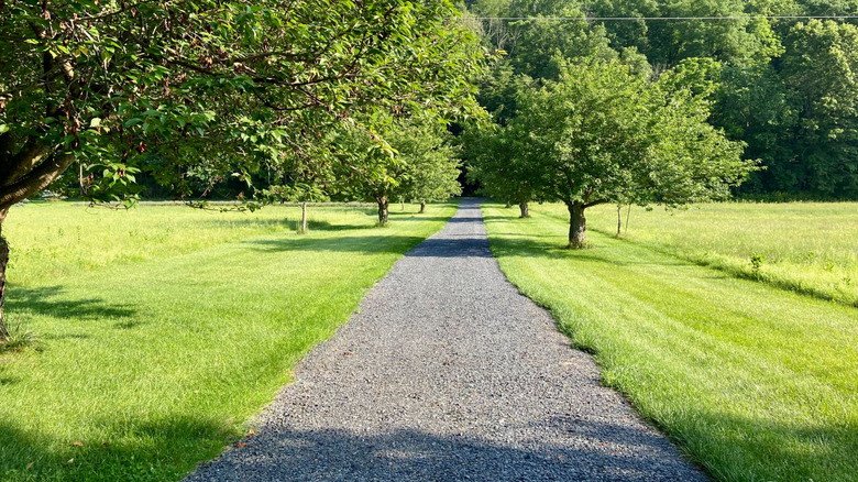 A perspective shot of a rural gravel driveway bordered by green grass and trees.